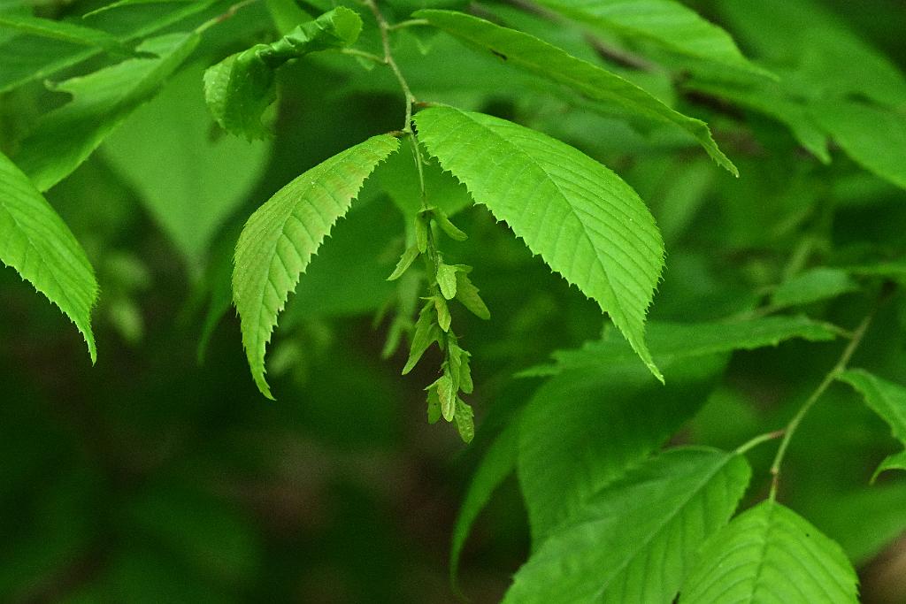 2025-05288757 Oxbow NWR, MA.JPG - American Hornbeam. Oxbow National Wildlife Refuge, MA, 5-28-2025